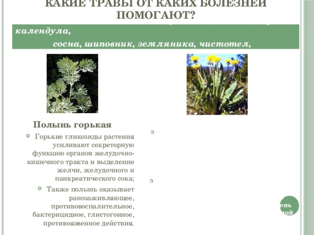Какие травы от каких болезней помогают?  Мочегонные и желчегонные – одуванчик, калина, береза, календула,  сосна, шиповник, земляника, чистотел, багульник, полынь  Полынь горькая Одуванчик  лекарственный Горькие гликозиды растения усиливают секреторную функцию органов желудочно-кишечного тракта и выделение желчи, желудочного и панкреатического сока; Также полынь оказывает ранозаживляющее, противовоспалительное, бактерицидное, глистогонное, противояз­венное действия. известен в первую очередь своими тонизирующими, противовоспалительными, желчегонными, болеутоляющими, мочегонными и потогонными воздействиями; способен улучшить самочувствие и нормализовать обмен веществ, стабилизировать функцию органов пищеварения, снизить высокий уровень холестерина, снять симптомы сердечной недостаточности и гипертонии 