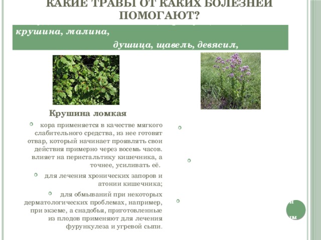 Какие травы от каких болезней помогают?  Желудочно-кишечные: ольха, черемуха, липа, крушина, малина,  душица, щавель, девясил, тысячелистник   Крушина ломкая кора применяется в качестве мягкого слабительного средства, из нее готовят отвар, который начинает проявлять свои действия примерно через восемь часов. влияет на перистальтику кишечника, а точнее, усиливать её. для лечения хронических запоров и атонии кишечника; для обмываний при некоторых дерматологических проблемах, например, при экземе, а снадобья, приготовленные из плодов применяют для лечения фурункулеза и угревой сыпи . Душица обыкновенная проявляет противогрибковое, противобактериальное и спазмолитическое воздействия на организм человека; повышает секреторную деятельность бронхиальных и пищеварительных желез, повышает тонус и усиливают перистальтику кишечника; Настой душицы обыкновенной обладает мочегонным, отхаркивающим и желчегонным свойствами. 