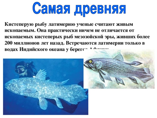  Кистеперую рыбу латимерию ученые считают живым ископаемым. Она практически ничем не отличается от ископаемых кистеперых рыб мезозойской эры, живших более 200 миллионов лет назад. Встречаются латимерии только в водах Индийского океана у берегов Африки. 