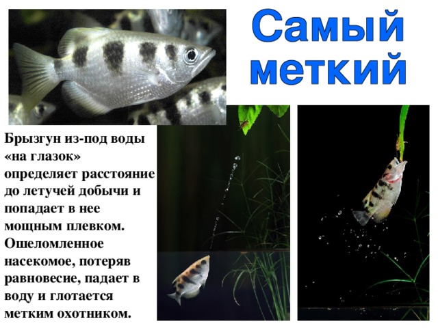 Брызгун из-под воды «на глазок» определяет расстояние до летучей добычи и попадает в нее мощным плевком. Ошеломленное насекомое, потеряв равновесие, падает в воду и глотается метким охотником. 