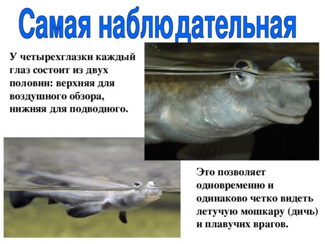У четырехглазки каждый глаз состоит из двух половин: верхняя для воздушного обзора, нижняя для подводного. Это позволяет одновременно и одинаково четко видеть летучую мошкару (дичь) и плавучих врагов. 