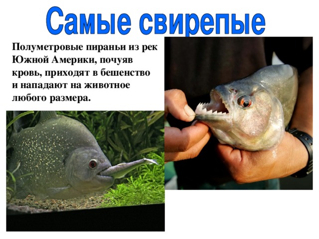 Полуметровые пираньи из рек Южной Америки, почуяв кровь, приходят в бешенство и нападают на животное любого размера. 