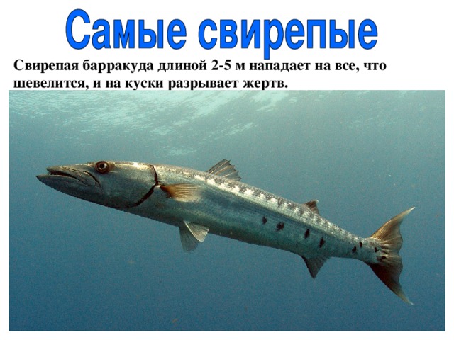 Свирепая барракуда длиной 2-5 м нападает на все, что шевелится, и на куски разрывает жертв. 