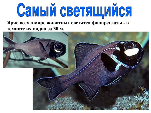 Ярче всех в мире животных светятся фонареглазы - в темноте их видно за 30 м. 