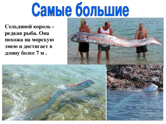 Сельдяной король - редкая рыба. Она похожа на морскую змею и достигает в длину более 7 м . 