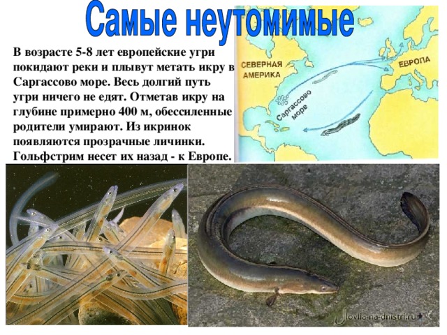 В возрасте 5-8 лет европейские угри покидают реки и плывут метать икру в Саргассово море. Весь долгий путь угри ничего не едят. Отметав икру на глубине примерно 400 м, обессиленные родители умирают. Из икринок появляются прозрачные личинки. Гольфстрим несет их назад - к Европе. 