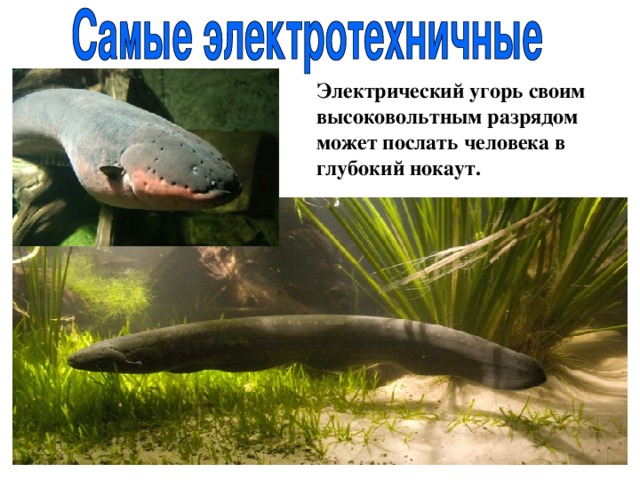Электрический угорь своим высоковольтным разрядом может послать человека в глубокий нокаут. 