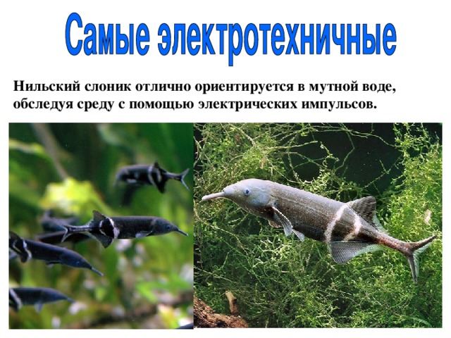 Нильский слоник отлично ориентируется в мутной воде, обследуя среду с помощью электрических импульсов. 