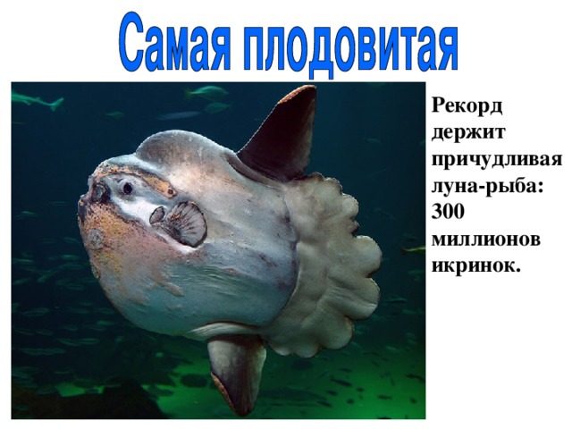 Рекорд держит причудливая луна-рыба: 300 миллионов икринок. 