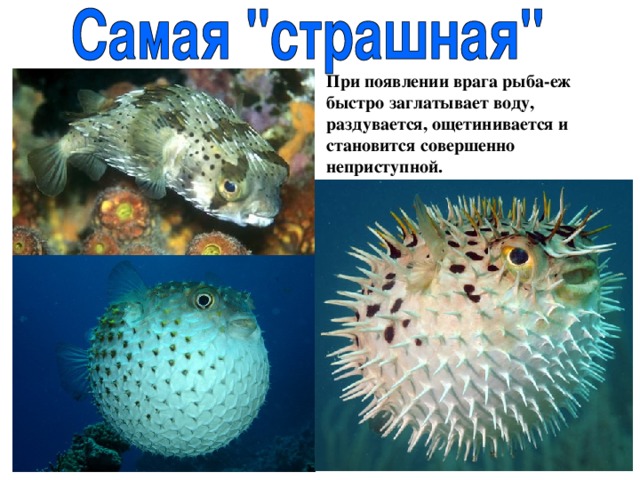 При появлении врага рыба-еж быстро заглатывает воду, раздувается, ощетинивается и становится совершенно неприступной. 
