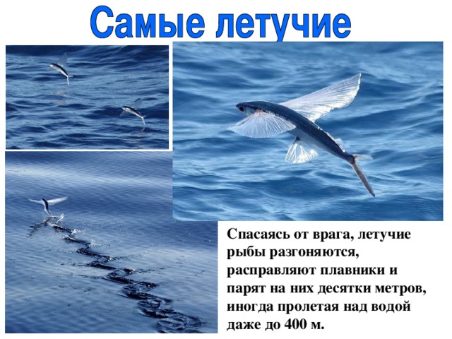 Спасаясь от врага, летучие рыбы разгоняются, расправляют плавники и парят на них десятки метров, иногда пролетая над водой даже до 400 м. 