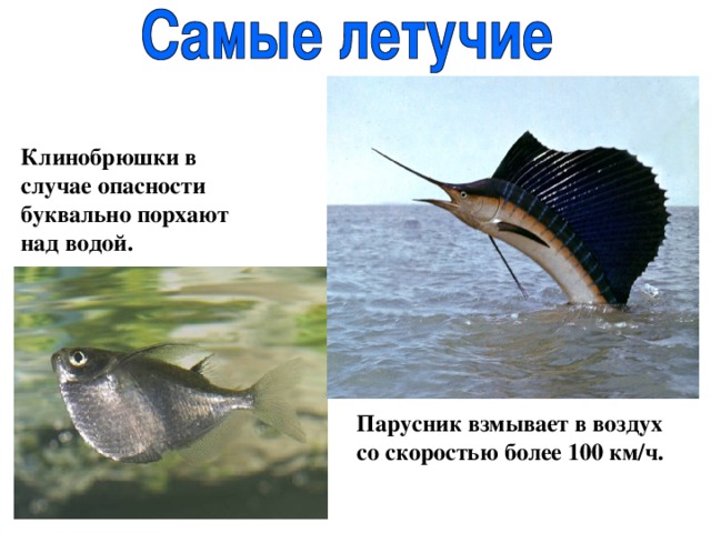 Клинобрюшки в случае опасности буквально порхают над водой. Парусник взмывает в воздух со скоростью более 100 км/ч. 