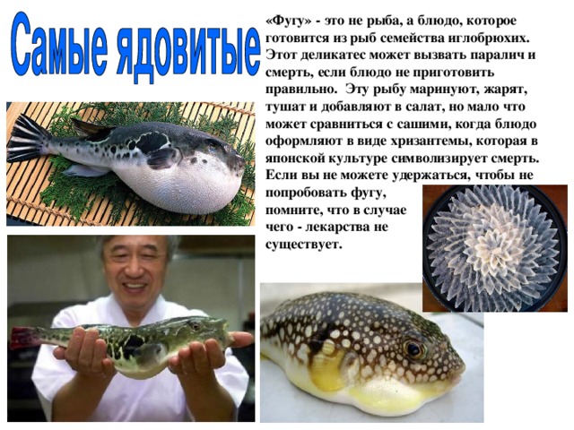 «Фугу» - это не рыба, а блюдо, которое готовится из рыб семейства иглобрюхих. Этот деликатес может вызвать паралич и смерть, если блюдо не приготовить правильно.  Эту рыбу маринуют, жарят, тушат и добавляют в салат, но мало что может сравниться с сашими, когда блюдо оформляют в виде хризантемы, которая в японской культуре символизирует смерть. Если вы не можете удержаться, чтобы не попробовать фугу, помните, что в случае чего - лекарства не существует.   