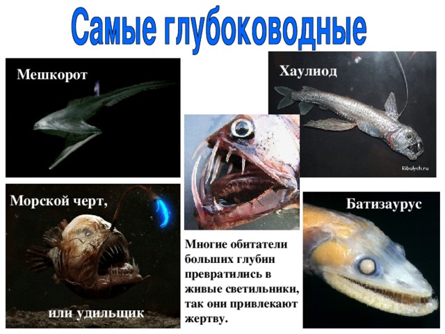 Хаулиод Мешкорот Морской черт, Батизаурус Многие обитатели больших глубин превратились в живые светильники, так они привлекают жертву. или удильщик 