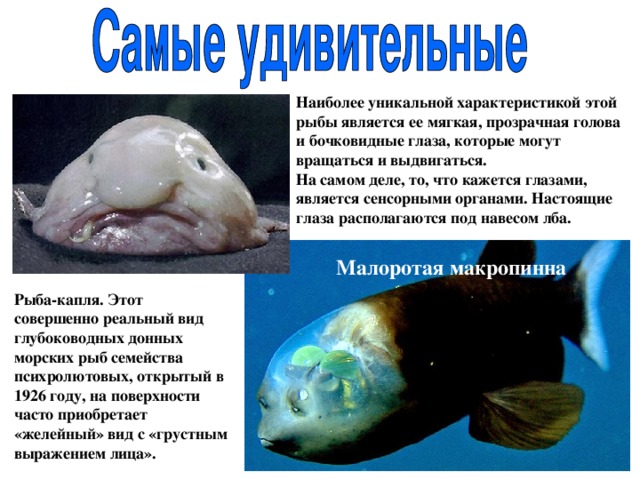 Наиболее уникальной характеристикой этой рыбы является ее мягкая, прозрачная голова и бочковидные глаза, которые могут вращаться и выдвигаться. На самом деле, то, что кажется глазами, является сенсорными органами. Настоящие глаза располагаются под навесом лба. Малоротая макропинна Рыба-капля. Этот совершенно реальный вид глубоководных донных морских рыб семейства психролютовых, открытый в 1926 году, на поверхности часто приобретает «желейный» вид с «грустным выражением лица». 