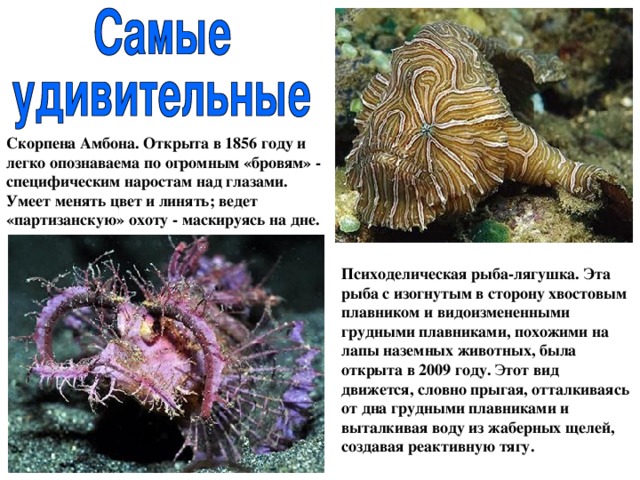 Скорпена Амбона. Открыта в 1856 году и легко опознаваема по огромным «бровям» - специфическим наростам над глазами. Умеет менять цвет и линять; ведет «партизанскую» охоту - маскируясь на дне. Психоделическая рыба-лягушка. Эта рыба с изогнутым в сторону хвостовым плавником и видоизмененными грудными плавниками, похожими на лапы наземных животных, была открыта в 2009 году. Э тот вид движется, словно прыгая, отталкиваясь от дна грудными плавниками и выталкивая воду из жаберных щелей, создавая реактивную тягу.  
