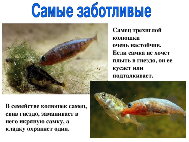 Самец трехиглой колюшки  очень настойчив. Если самка не хочет плыть в гнездо, он ее кусает или подталкивает. В семействе колюшек самец, свив гнездо, заманивает в него икряную самку, а кладку охраняет один.   