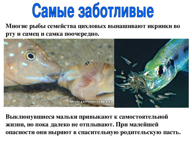 Многие рыбы семейства цихловых вынашивают икринки во рту и самец и самка поочередно.  Выклюнувшиеся мальки привыкают к самостоятельной жизни, но пока далеко не отплывают. При малейшей опасности они ныряют в спасительную родительскую пасть. 