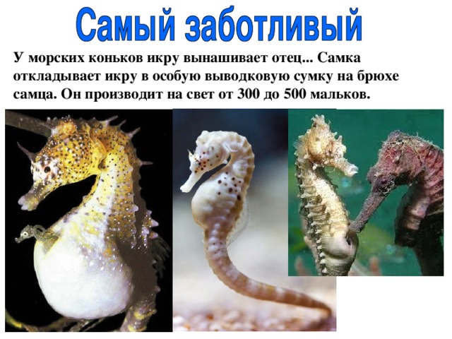 У морских коньков икру вынашивает отец... Самка откладывает икру в особую выводковую сумку на брюхе самца. Он производит на свет от 300 до 500 мальков. 