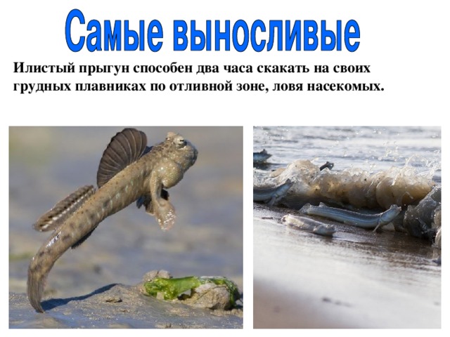 Илистый прыгун способен два часа скакать на своих грудных плавниках по отливной зоне, ловя насекомых. 