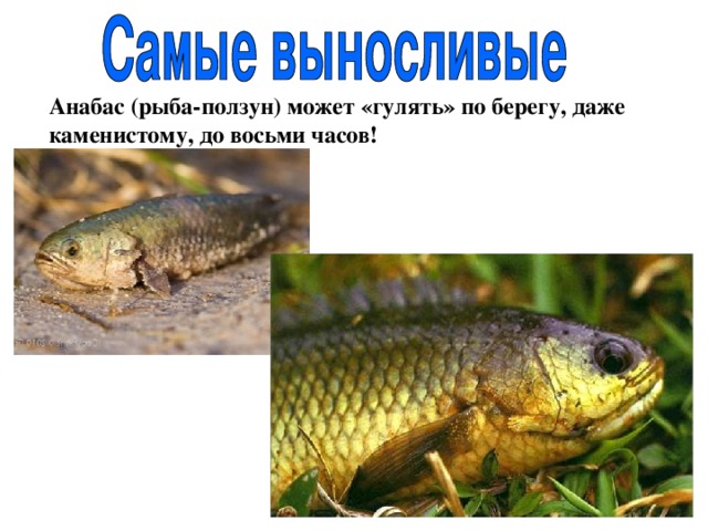 Анабас (рыба-ползун) может «гулять» по берегу, даже каменистому, до восьми часов! 