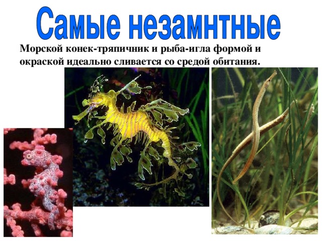 Морской конек-тряпичник и рыба-игла формой и окраской идеально сливается со средой обитания. 