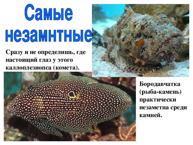 Сразу и не определишь, где настоящий глаз у этого каллоплезиопса (комета). Бородавчатка (рыба-камень) практически незаметна среди камней. 