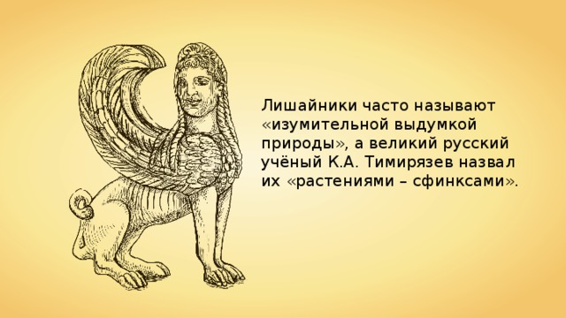 Лишайники часто называют «изумительной выдумкой природы», а великий русский учёный К.А. Тимирязев назвал их «растениями – сфинксами». 