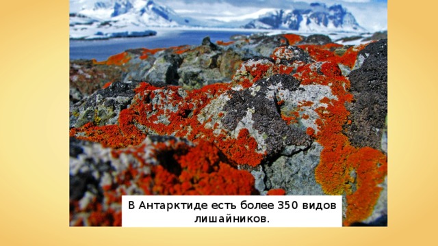 В Антарктиде есть более 350 видов лишайников. 