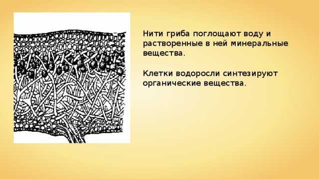 Нити гриба поглощают воду и растворенные в ней минеральные вещества. Клетки водоросли синтезируют органические вещества. 