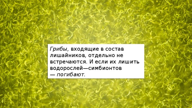 Грибы,  входящие в состав лишайников, отдельно не встречаются. И если их лишить водорослей—симбионтов —  погибают. 