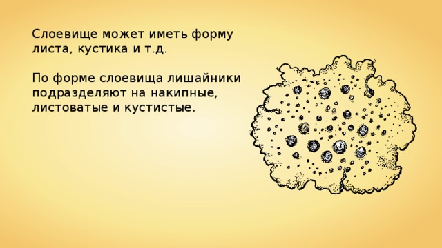 Слоевище может иметь форму листа, кустика и т.д. По форме слоевища лишайники подразделяют на накипные, листоватые и кустистые. 