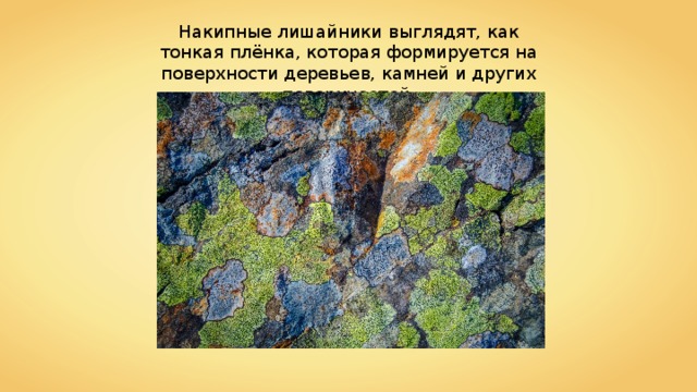Накипные лишайники выглядят, как тонкая плёнка, которая формируется на поверхности деревьев, камней и других поверхностей. 