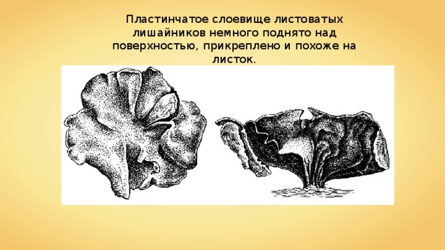 Пластинчатое слоевище листоватых лишайников немного поднято над поверхностью, прикреплено и похоже на листок. 