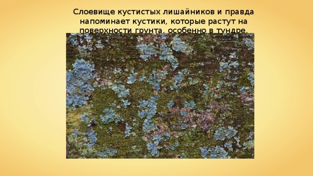 Слоевище кустистых лишайников и правда напоминает кустики, которые растут на поверхности грунта, особенно в тундре. 
