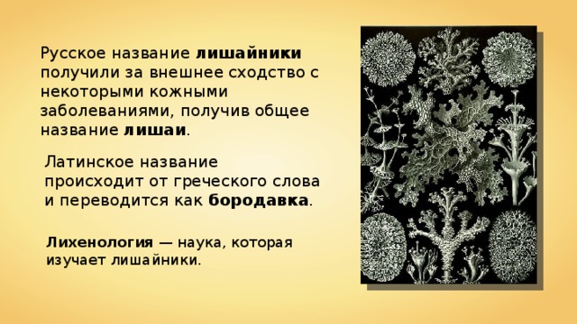 Русское название лишайники получили за внешнее сходство с некоторыми кожными заболеваниями, получив общее название лишаи . Латинское название происходит от греческого слова и переводится как бородавка . Лихенология — наука, которая изучает лишайники. 