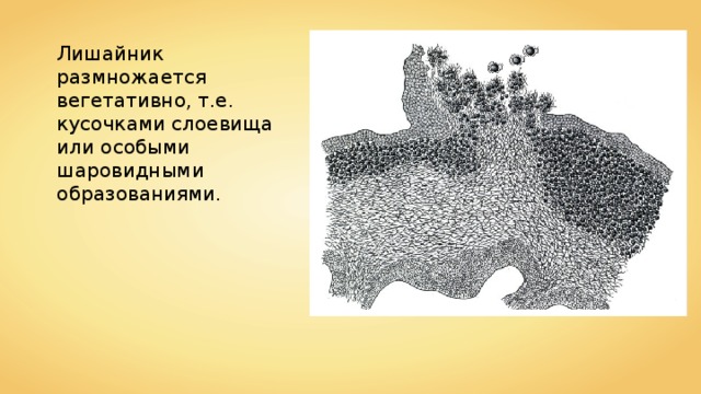 Лишайник размножается вегетативно, т.е. кусочками слоевища или особыми шаровидными образованиями. 