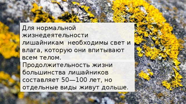 Для нормальной жизнедеятельности лишайникам необходимы свет и влага, которую они впитывают всем телом. Продолжительность жизни большинства лишайников составляет 50—100 лет, но отдельные виды живут дольше. 