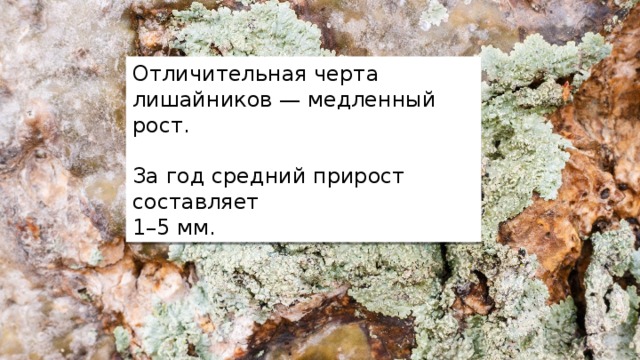 Отличительная черта лишайников — медленный рост. За год средний прирост составляет 1–5 мм. 