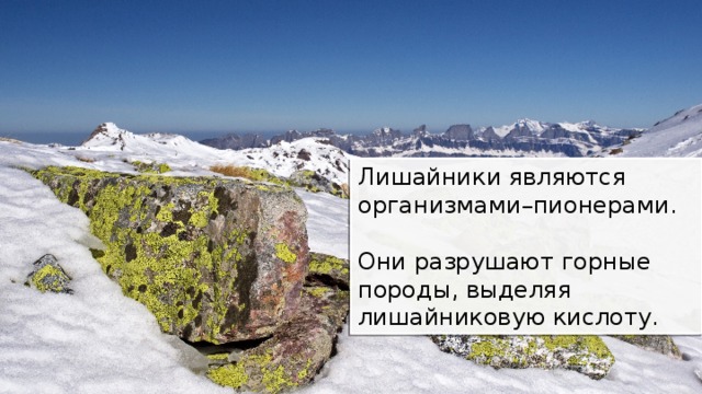 Лишайники являются организмами–пионерами. Они разрушают горные породы, выделяя лишайниковую кислоту. 