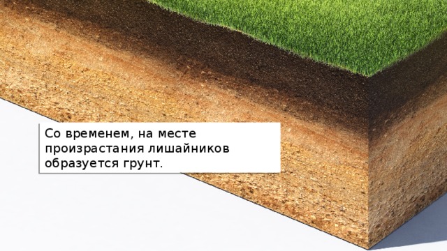 Со временем, на месте произрастания лишайников образуется грунт. 