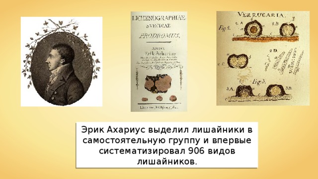 Эрик Ахариус выделил лишайники в самостоятельную группу и впервые систематизировал 906 видов лишайников . 