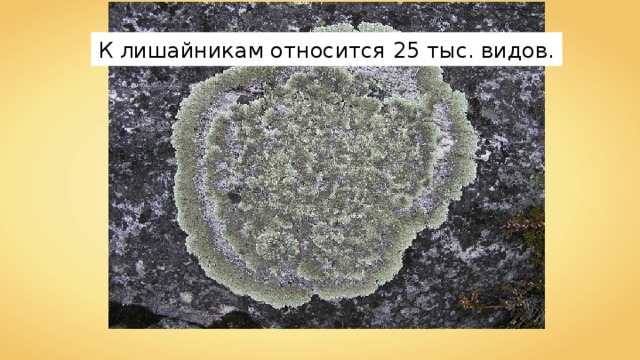 К лишайникам относится 25 тыс. видов. 