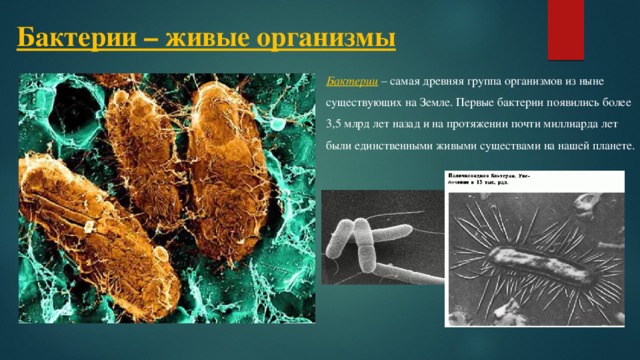 Бактерии – живые организмы Бактерии – самая древняя группа организмов из ныне существующих на Земле. Первые бактерии появились более 3,5 млрд лет назад и на протяжении почти миллиарда лет были единственными живыми существами на нашей планете. 
