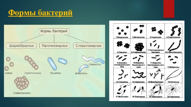 Формы бактерий 