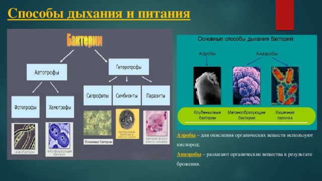 Способы дыхания и питания Аэробы – для окисления органических веществ используют кислород; Анаэробы – разлагают органические вещества в результате брожения. 