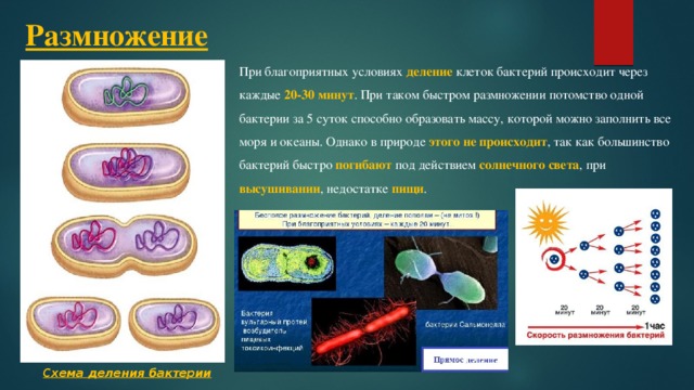 Размножение При благоприятных условиях деление клеток бактерий происходит через каждые 20-30 минут . При таком быстром размножении потомство одной бактерии за 5 суток способно образовать массу, которой можно заполнить все моря и океаны. Однако в природе этого не происходит , так как большинство бактерий быстро погибают под действием солнечного света , при высушивании , недостатке пищи . Схема деления бактерии 