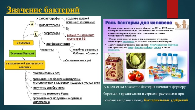 Значение бактерий А в сельском хозяйстве бактерии помогают фермеру бороться с вредителями и сорными растениями при помощи введения в почву бактериальных удобрений . 