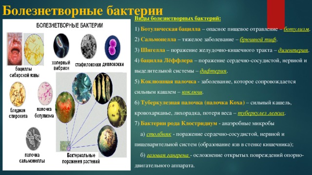 Болезнетворные бактерии Виды болезнетворных бактерий: 1) Ботулическая бацилла – опасное пищевое отравление – ботулизм . 2) Сальмонелла – тяжелое заболевание – брюшной тиф . 3) Шигелла – поражение желудочно-кишечного тракта – дизентерия . 4) бацилла Лёффлера – поражение сердечно-сосудистой, нервной и выделительной системы – дифтерия . 5) Коклюшная палочка - заболевание, которое сопровождается сильным кашлем – коклюш . 6) Туберкулезная палочка (палочка Коха) – сильный кашель, кровохарканье, лихорадка, потеря веса – туберкулез легких . 7) Бактерии рода Клостридиум - анаэробные микробы  а) столбняк  - поражение сердечно-сосудистой, нервной и пищеварительной систем (образование язв в стенке кишечника);  б) газовая гангрена - осложнение открытых повреждений опорно-двигательного аппарата.  