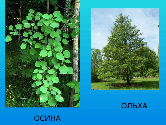  ОЛЬХА  ОСИНА 